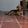Отель The Three Dogs House II, фото 21