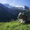 Отель Spacious Farmhouse In Aschau Im Zillertal With Meadow View, фото 19