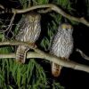 Отель Barking Owl Retreat, фото 34