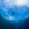 Отель Turtle Bay Dive Resort, фото 36