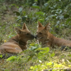 Отель Red Earth Tadoba, фото 11
