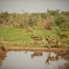 Отель Jamala Madikwe Royal Safari Lodge, фото 17