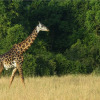 Отель Big Cat Safari , 4 days / 3 nights , Fly-in safari in Kenya, фото 7