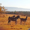 Отель Lokuthula Country Lodge, фото 12