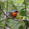 Отель Cabinas El Quetzal, фото 11