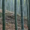 Отель Moganshan Bamboo View Guesthouse, фото 25