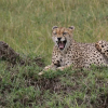 Отель Osero Enarau Camp, фото 12