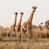 Отель Belmond Safaris, фото 25