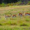 Отель Doornbosch Game Lodge and Guest Houses, фото 2
