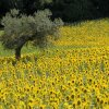 Отель Agriturismo Il Gelso Antico, фото 14