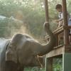 Отель Chiang Mai Elephant Friends, фото 39