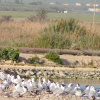 Отель Jordan Valley Birding Lodge, фото 16