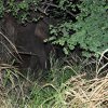 Отель Elephant Watch Hut, фото 25