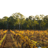 Отель Byronsvale Vineyard and Accommodation, фото 15