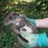 Отель Reserva Ecológica Chontachaka, фото 19