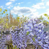 Отель Wisteria Green House, фото 8