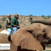 Отель Elephant Country Guest House, фото 15