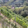 Отель Weingut Albert, Familie Cramer, фото 5