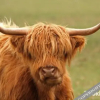 Отель Glen Affric Holiday Park, фото 10