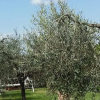 Отель La Casina Tra Gli Ulivi, фото 4