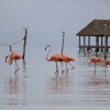 Отель Bohonito Holbox, фото 47