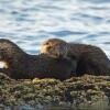 Отель Fair Isle Bed and Breakfast, фото 7