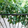 Отель Lemon Tree Eco-Retreat with Terraces, фото 16