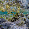 Отель The Reef 077, фото 10