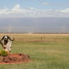 Отель Ol Tukai Lodge Amboseli, фото 15