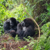 Отель Da Vinci Gorilla Lodge, фото 9