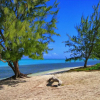 Отель Suite 4 Beach Shuttle Concierge Garden Cats, фото 18