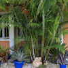 Отель Coconut Palm Hideaway, фото 1