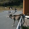 Отель Nordkapp Camping, фото 3