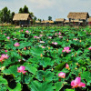 Отель Hai Lua Homestay (Lotus Lake Homestay), фото 1