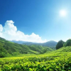 Отель Homestay Mikayla Cameron Highlands RM150, фото 21