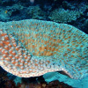 Отель Sea Star Diving, фото 9