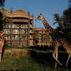 Отель Disney's Animal Kingdom Villas - Kidani Village , фото 19