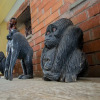 Отель Kisoro Tourist Hotel, фото 28