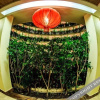 Отель Cloud Nine Resort Hotel, фото 6