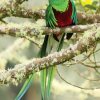 Отель Cabinas El Quetzal, фото 19