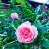 Отель Tingyu Homestay, фото 10