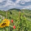 Отель Farm Stay Jarc Vineyard, фото 20