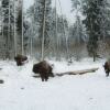 Отель Агроусадьба «Пущанский Уголок», фото 12