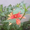 Отель Kavirose Holiday Home, фото 30