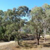 Отель Corowa Golf Club Motel, фото 11