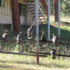 Отель Lazy Elk Retreat - 3 Br Cabin, фото 15