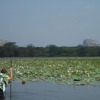 Отель Thick forest sigiriya, фото 4
