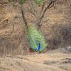 Отель The Postcard Gir Wildlife Sanctuary, фото 10