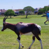 Отель Langebaan Golf Estate - Signature Hole 24hrs Power, фото 14
