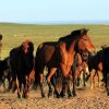 Отель Ordos Mongolian Yurt, фото 26